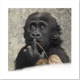 Western Lowland Gorilla baby Posters and Art